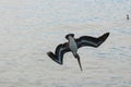 Brown Pelican in a dive Royalty Free Stock Photo