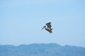 Brown pelican hovering in the sky