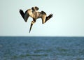 Brown pelican on the hunt Royalty Free Stock Photo