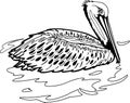 Brown Pelican Illustration