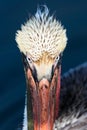 Brown Pelican Royalty Free Stock Photo