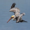 Brown Pelican