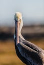 Brown Pelican