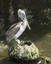 Brown Pelican bird Photo   Brown pelican juvenile bird close-up profile view Royalty Free Stock Photo