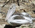 Brown Pelican bird Photo   Brown pelican juvenile bird close-up profile view Royalty Free Stock Photo