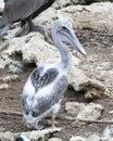 Brown Pelican bird Photo   Brown pelican juvenile bird close-up profile view Royalty Free Stock Photo