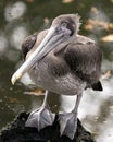Brown pelican bird stock photo.  Pelican bird close-up profile view by the water with bokeh background Royalty Free Stock Photo