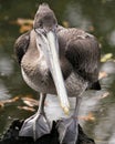 Brown pelican bird stock photo.  Pelican bird close-up profile view by the water with bokeh background Royalty Free Stock Photo