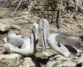 Brown Pelican bird Photo.  Brown pelican juvenile birds close-up profile view interacting with each other Royalty Free Stock Photo