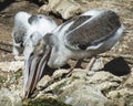 Brown Pelican bird Photo   Brown pelican juvenile birds close-up profile view Royalty Free Stock Photo