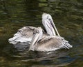 Brown Pelican stock Photos.  Picture. Photo. Image. Portrait. Close-up juvenile bird close-up profile with bokeh background. Royalty Free Stock Photo