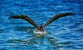 Brown Pelican landing in Florida Royalty Free Stock Photo