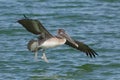 Brown Pelican landing in the Gulf of Mexico - Florida