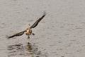 Brown Pelican Landing into the Pacific Ocean Royalty Free Stock Photo