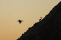 Brown Pelican landing on rocky island in silhouette Royalty Free Stock Photo