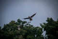 Brown pelican landing on a tree - Panama City, Panama Royalty Free Stock Photo