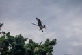 Brown pelican landing on a tree - Panama City, Panama Royalty Free Stock Photo