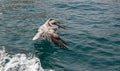 Brown Pelican landing on the water in the Sea of Cortes in Cabo San Lucas in Baja California Mexico Royalty Free Stock Photo