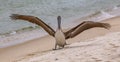 A Brown Pelican lands on the beach at the Fort Pickens` pier area