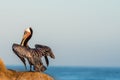 Brown Pelican looking out to sea from the cliffs in La Jolla, California Royalty Free Stock Photo