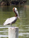 Brown Pelican Male