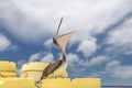 Brown Pelican with Mouth Open