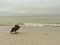 Brown Pelican