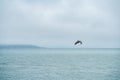 Brown Pelican over San Francisco bay Royalty Free Stock Photo