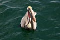 Brown Pelican, Pacific Ocean Royalty Free Stock Photo