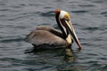 Brown Pelican, Pacific Ocean Royalty Free Stock Photo