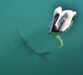 A brown pelican paddles over a large tarpon.