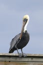 Brown pelican, pelecanus occidentalis Royalty Free Stock Photo
