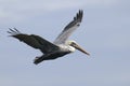 Brown pelican, pelecanus occidentalis Royalty Free Stock Photo