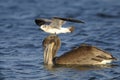 Brown pelican, pelecanus occidentalis Royalty Free Stock Photo