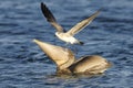 Brown pelican, pelecanus occidentalis Royalty Free Stock Photo