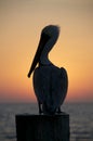 Brown Pelican, Pelecanus occidentalis Royalty Free Stock Photo