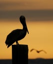 Brown Pelican, Pelecanus occidentalis