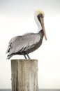 Brown Pelican, Pelecanus occidentalis Royalty Free Stock Photo