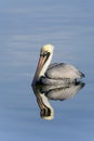 Brown pelican, pelecanus occidentalis Royalty Free Stock Photo