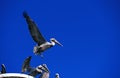 Brown Pelican, pelecanus occidentalis, Adult in Flight, Perou Royalty Free Stock Photo