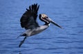 Brown Pelican, pelecanus occidentalis, Adult in Flight, Perou Royalty Free Stock Photo