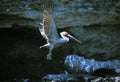 Brown Pelican, pelecanus occidentalis, Adult in Flight, Perou Royalty Free Stock Photo