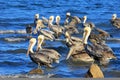 Brown pelican, Pelecanus Occidentalis, Baja California, Mexico