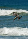 Brown pelican - Pelecanus occidentalis big bird of the pelican family, Pelecanidae, feed and hunt by diving into water. Flying and Royalty Free Stock Photo