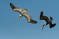 Brown pelican - Pelecanus occidentalis big bird of the pelican family, Pelecanidae, feed and hunt by diving into water. Flying and Royalty Free Stock Photo