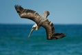 Brown pelican - Pelecanus occidentalis big bird of the pelican family, Pelecanidae, feed and hunt by diving into water. Flying and Royalty Free Stock Photo