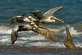 Brown pelican - Pelecanus occidentalis big bird of the pelican family, Pelecanidae, feed and hunt by diving into water. Flying and Royalty Free Stock Photo