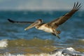 Brown pelican - Pelecanus occidentalis big bird of the pelican family, Pelecanidae, feed and hunt by diving into water. Flying and Royalty Free Stock Photo