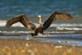 Brown pelican - Pelecanus occidentalis big bird of the pelican family, Pelecanidae, feed and hunt by diving into water. Flying and Royalty Free Stock Photo