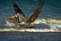 Brown pelican - Pelecanus occidentalis big bird of the pelican family, Pelecanidae, feed and hunt by diving into water. Flying and Royalty Free Stock Photo